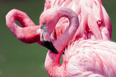 Close-up of a flamingo
