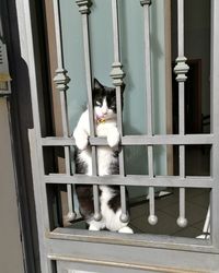 Cat sitting on window of building