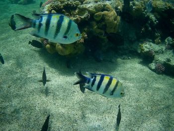 Fish swimming in sea