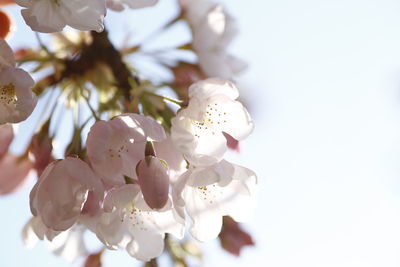 Close-up of white cherry blossoms in spring