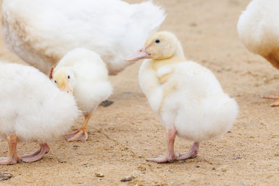 Close-up of geese