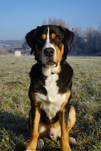 Portrait of a dog sitting on field