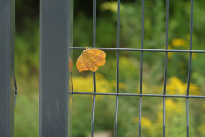 Close-up of red flower fence
