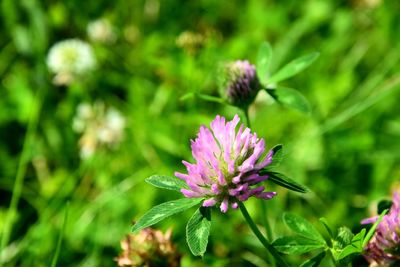 Close-up of pink flower blooming outdoors