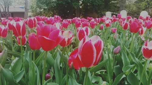 Close-up of red tulips blooming in field