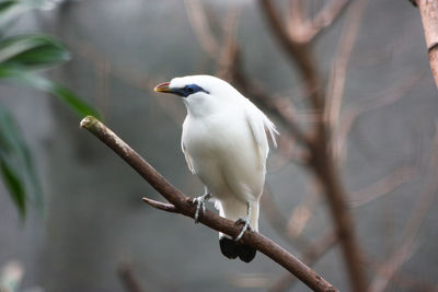 Close-up of bird perching on branch