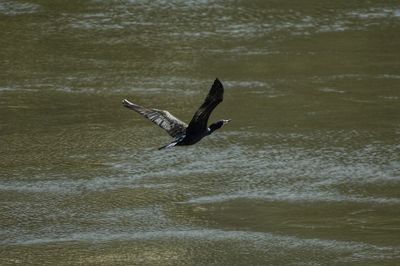 Bird flying over sea