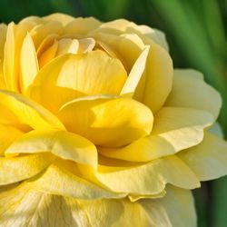 Close-up of yellow flowering plant