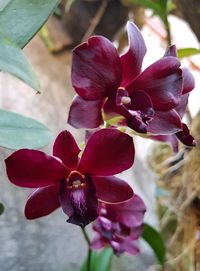 Close-up of flowers blooming outdoors