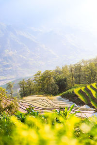 Scenic view of field against sky