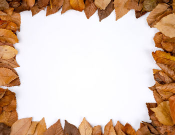 Directly above shot of autumn leaves on white background
