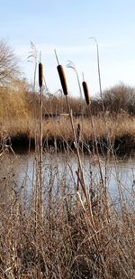 Plants growing in lake against sky