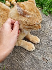 Person hand holding a cat