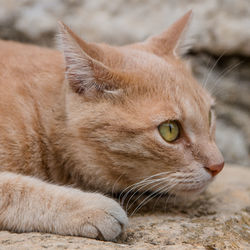 Close-up of ginger cat lying down