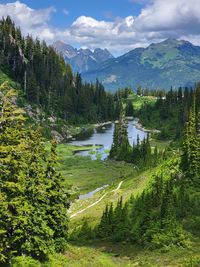 Panoramic view of trees in forest against sky