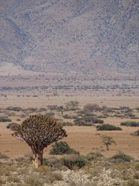 View of a desert