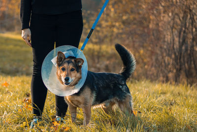 Low section of man with dog on grassy field