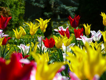 Close-up of tulips blooming outdoors