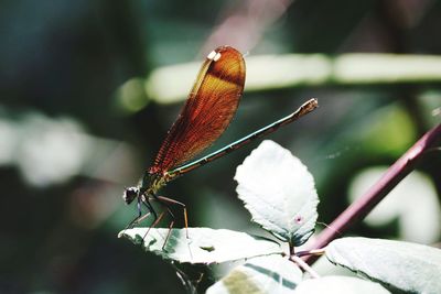 Close-up of butterfly on flower