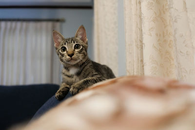 Portrait of cat relaxing at home