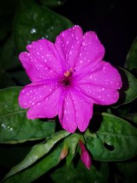 Close-up of water drops on pink flower blooming outdoors