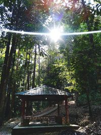 Sunlight streaming through trees in forest
