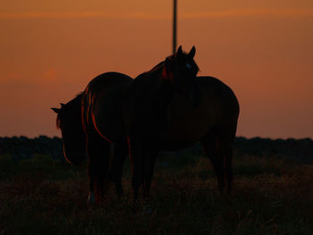 View of two horses on field during sunset