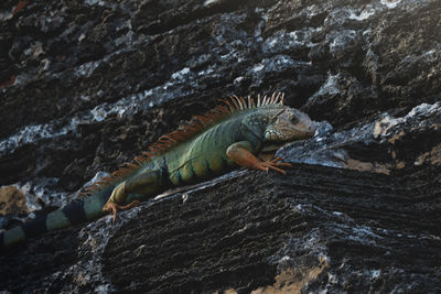 High angle view of lizard on rock