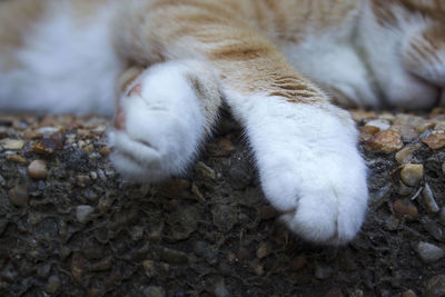 Close-up of cat lying down