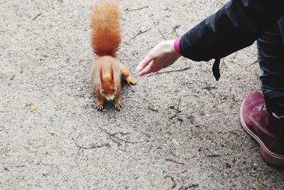 Cropped image of man reaching squirrel on footpath