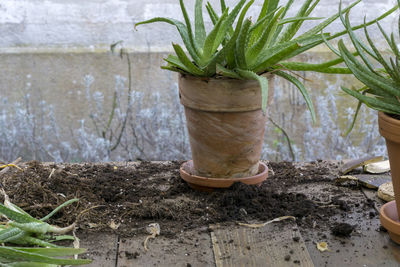 Close-up of potted plant