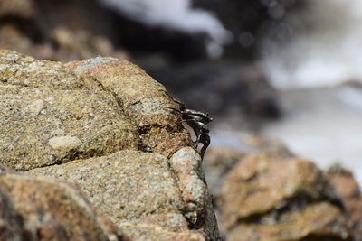 Close-up of insect on rock