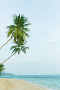 Palm tree by sea against sky