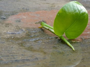 Close-up of insect on leaf