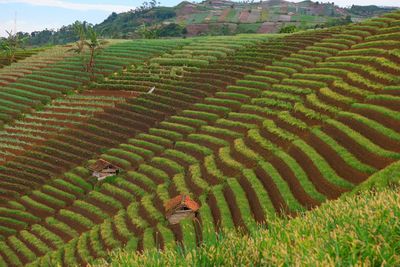 Scenic view of agricultural field