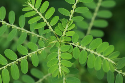 Close-up of green leaves