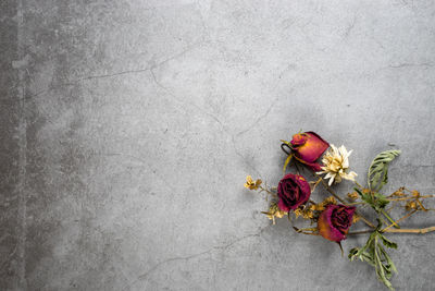 Close-up of red rose on wall