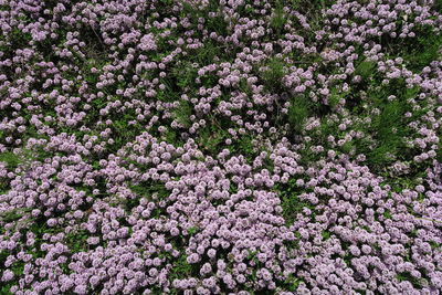 High angle view of purple flowering plants