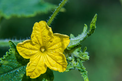 Close-up of yellow flowering plant