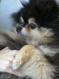 Close-up of dog lying on hand