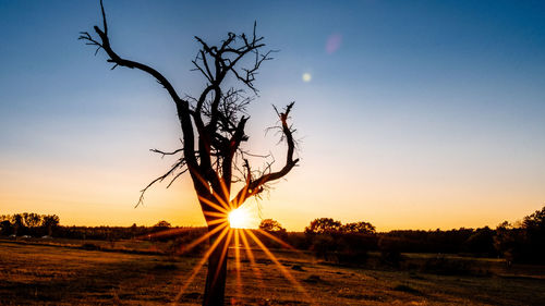 Silhouette bare tree on field against sky at sunset