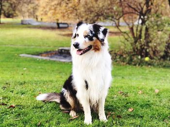 Close-up of dog sitting on field