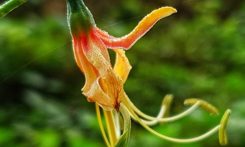 Close-up of orange lily on plant