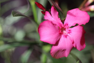 Close-up of pink flowering plant