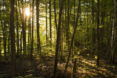 Sunlight streaming through trees in forest
