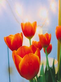 Low angle view of flowers blooming against sky