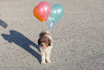 High angle view of dog with helium balloons standing on street