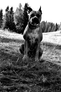 Close-up of dog on grass