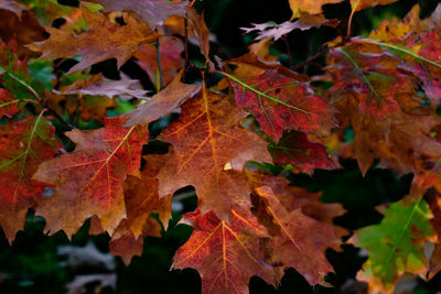 Close-up of maple leaves