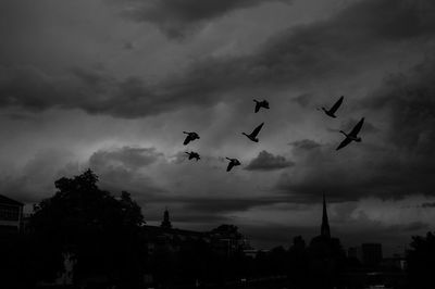 Low angle view of silhouette birds flying against sky